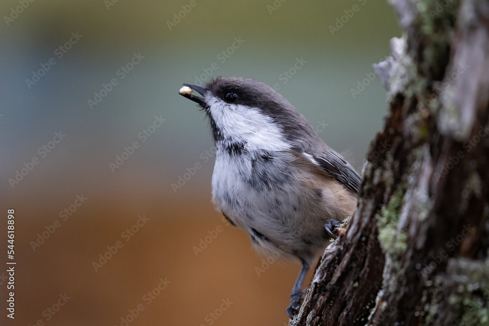 Obraz premium Siberian tit