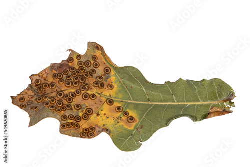 Galls, gall wasp, infestation of oak leaves, Neuroterus numismalis photo