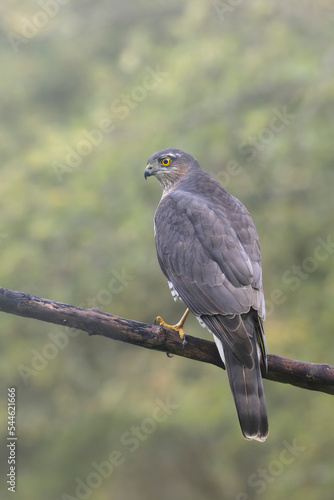 European Sparrowhawk Accipiter nisus after a missed attack on a tit