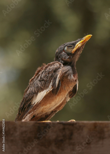 Common Myna or Acridotheres in Palestine
