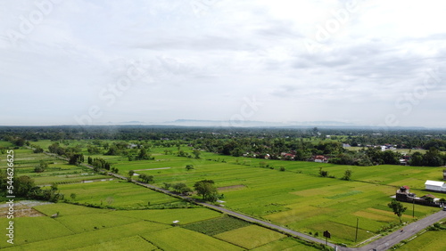 beautiful view of green rice fields. aerial view. photo drone
