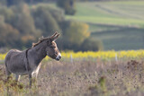 Old grey donkey is standing in dry grassland, Equus asinus