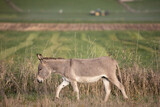 A young gray donkey walks across a fallow land to graze, Equus asinus