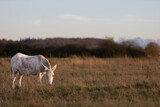 White female donkey is standing in dry grassland, Equus asinus