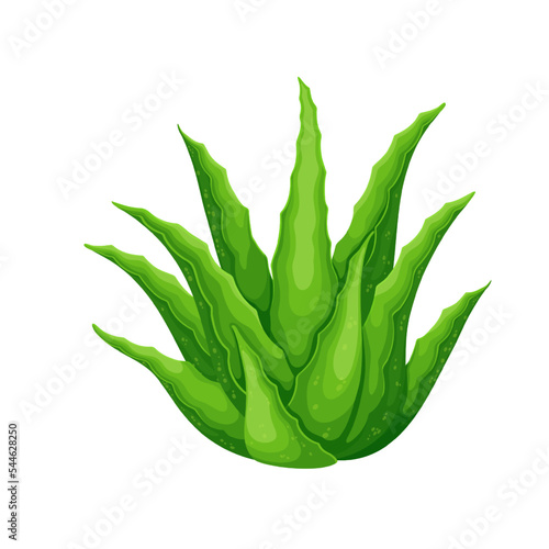 Aloe vera plant with leaves vector illustration. Cartoon isolated organic agave cactus with thorns on leaf for making vitamin juice, cosmetic products, natural fresh green aloe growing in desert