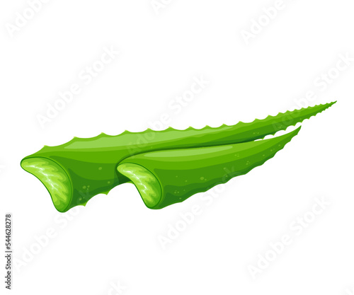 Aloe vera leaves vector illustration. Cartoon isolated green aloe or agave cactus parts, fresh tropical succulent plant for soothing and moisturizing skin, natural herbal skincare cosmetics product