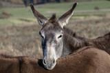Buddies for life, donkey rests its head on his buddy, Equus asinus