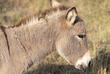 Donkey, side-view portrait of little young grey donkey, Equus asinus