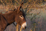 Donkey, side-view portrait of little brown donkey, Equus asinus