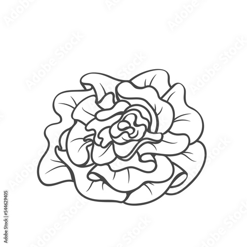 Garden lettuce, Lactuca outline icon vector illustration. Hand drawn line sketch of whole lettuce head, fresh leafy vegetable of farm market and grocery store, food ingredient for cooking salad