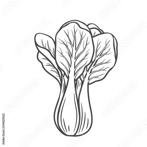 Pak choi outline icon vector illustration. Hand drawn line sketch of fresh bok choy plant, organic Chinese cabbage, leaf vegetable for vegetarian salad, farm product and cabbage for Asian cuisine