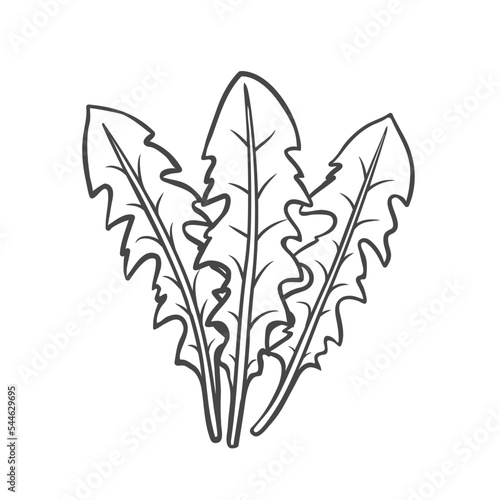 Dandelion leaf outline icon vector illustration. Hand drawn line sketch of edible plant from spring or summer meadow, natural leaves for cooking vegan salad in kitchen, dandelion vitamin herb