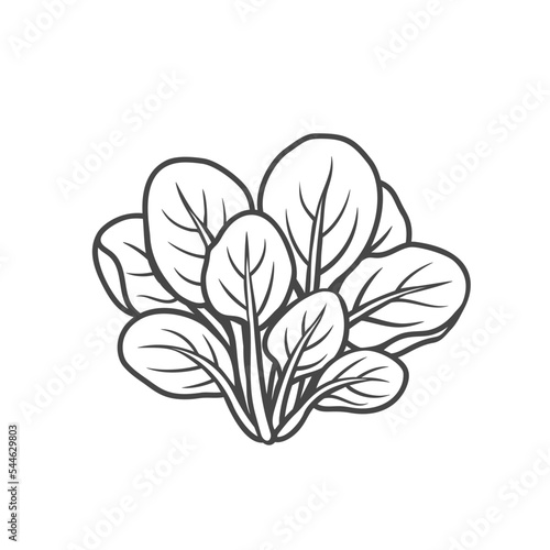 Tatsoi outline icon vector illustration. Hand drawn line sketch of natural organic Asian greens  leaf vegetable and eco tat choy plant for farm agriculture market  food ingredient to cook in kitchen