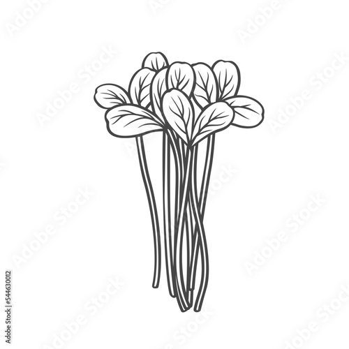 Pea shoots outline icon vector illustration. Hand drawn line sketch of natural baby plant heap, young raw sprouts of pea with leaves, micro greens and leaf food ingredient for cooking vegetarian salad