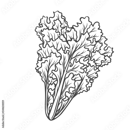 Curly endive outline icon vector illustration. Hand drawn line sketch of organic fresh leaf vegetable, healthy endive plant for vegetarian restaurant menu and food ingredient for healthy diet