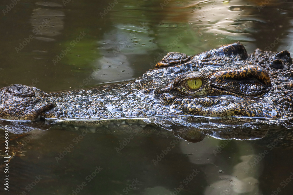 Close up head crocodile is show head in river Close up head crocodile is show head in river