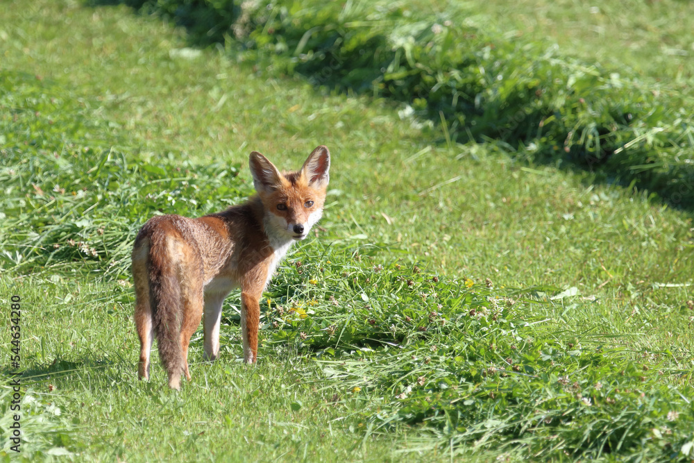 Rotfuchs / Red fox / Vulpes vulpes. Rotfuchs / Red fox / Vulpes vulpes.