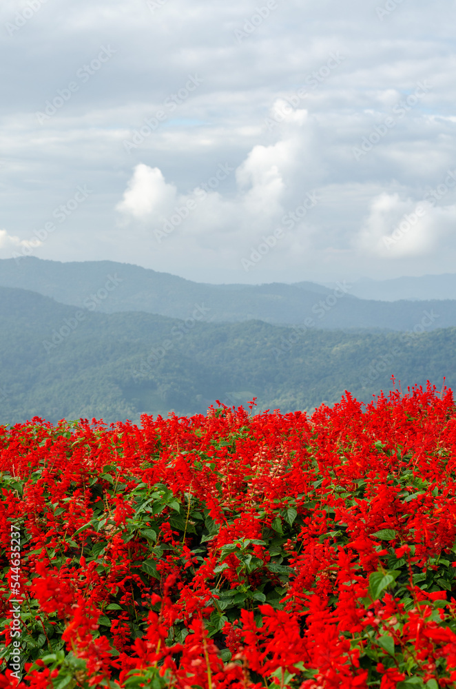 Salvia Splendens flower with mountain view behind