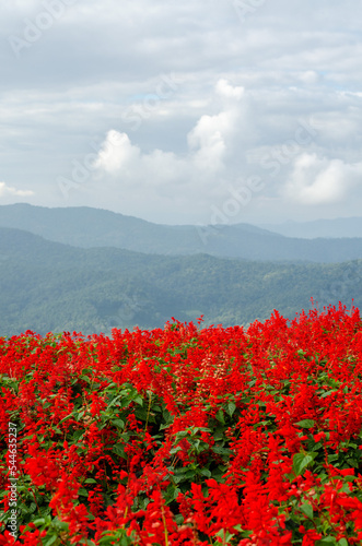 Salvia Splendens flower with mountain view behind