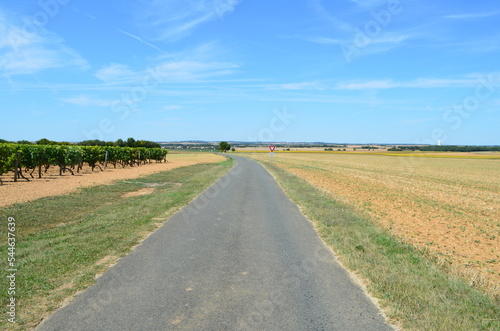 Paysage de la région d'Aulnay (Charente-Maritime - Nouvelle-Aquitaine - France)