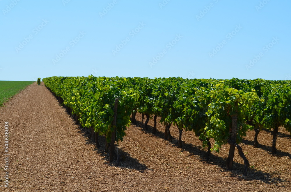 Paysage de la région d'Aulnay (Charente-Maritime - Nouvelle-Aquitaine - France)