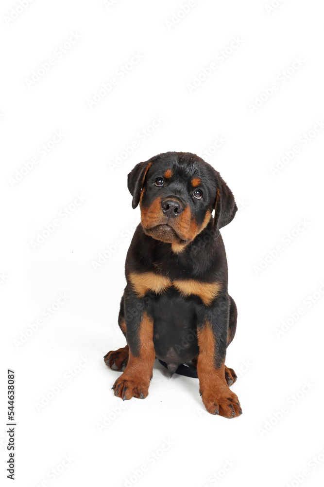 Rottweiler puppy sitting on white background 