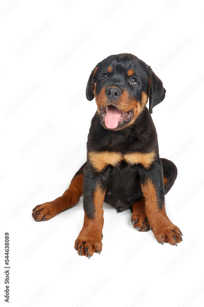 Rottweiler puppy sitting on white background Rottweiler puppy sitting on white background