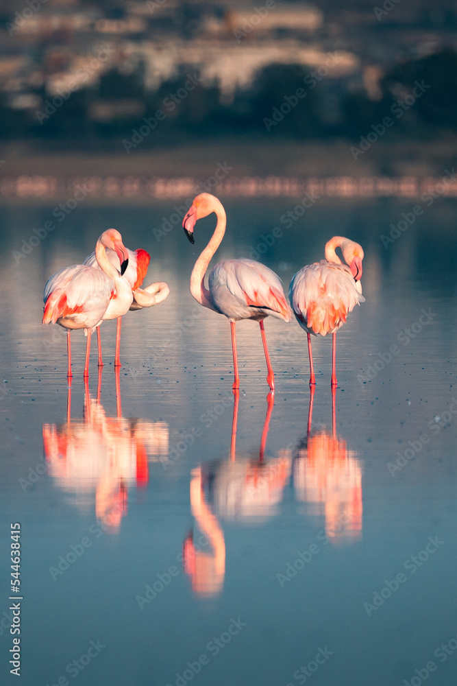 Pink flamingo at Larnaca Salt Lake in Larnaca, Cyprus