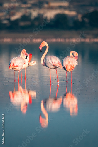 Obraz na płótnie Pink flamingo at Larnaca Salt Lake in Larnaca, Cyprus w salonie