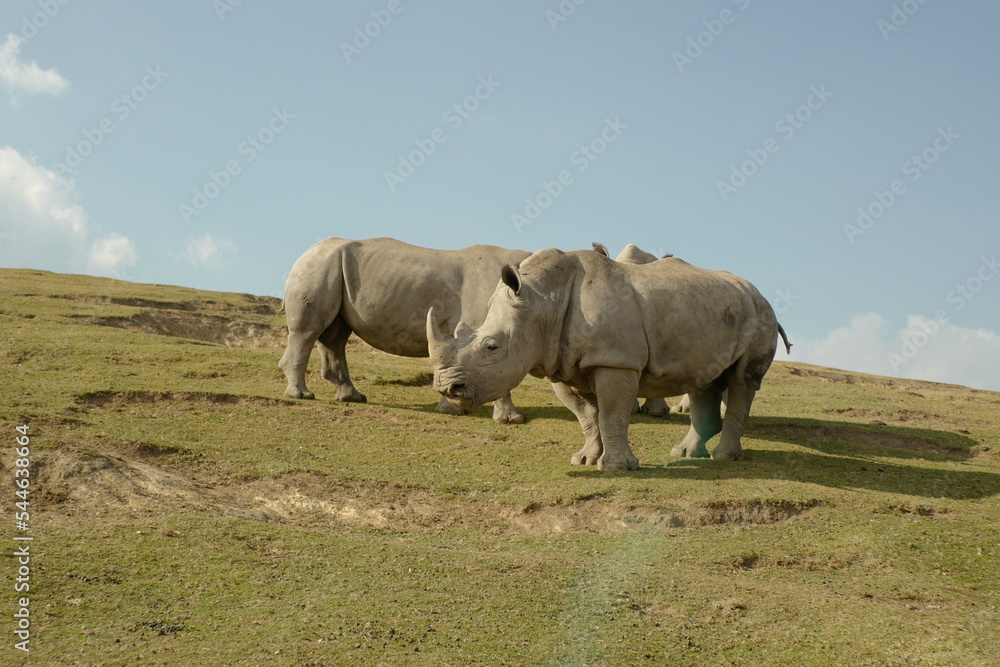 丘でくつろぐサイ