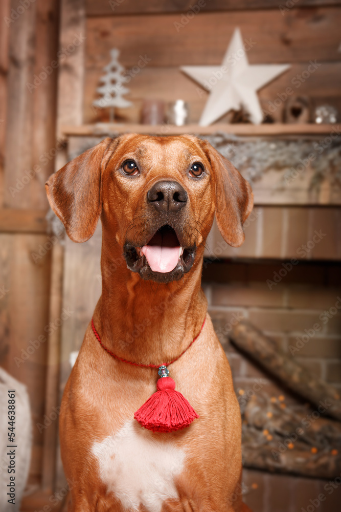 Dog with present box in front of Christmas tree. Happy New Year, Christmas holidays and celebration. Holidays interior