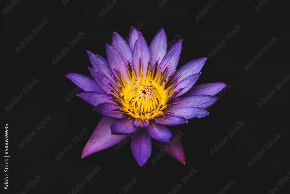 purple lotus water lily