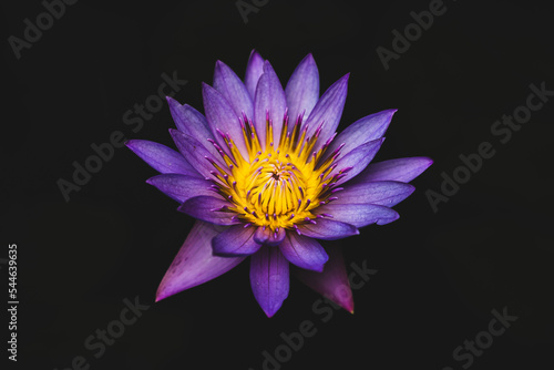 purple lotus water lily