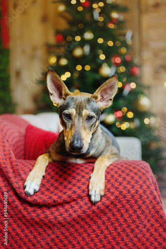 Happy New Year, Christmas holidays and celebration. Dog (pet) near the Christmas tree. 