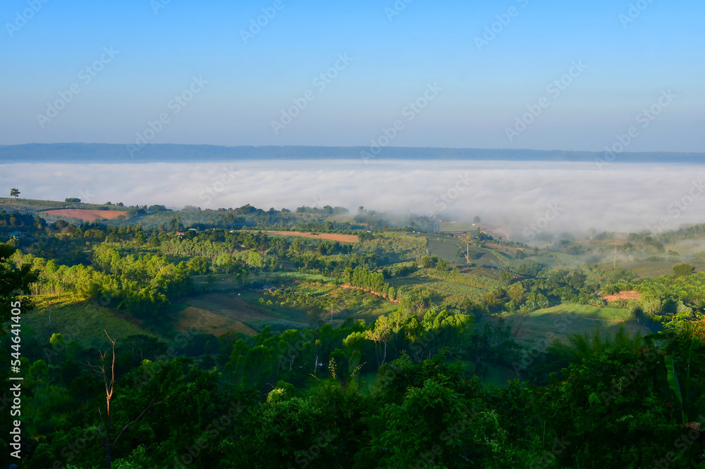 Fototapeta premium landscape with trees