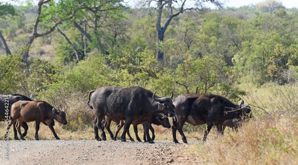 Herd of Cape buffalo crossing a road in Kruger National Park