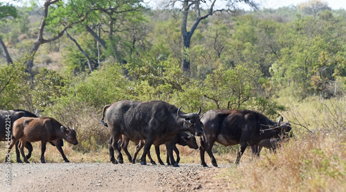 Fototapeta Naklejka Na Ścianę i Meble -  Herd of Cape buffalo crossing a road in Kruger National Park