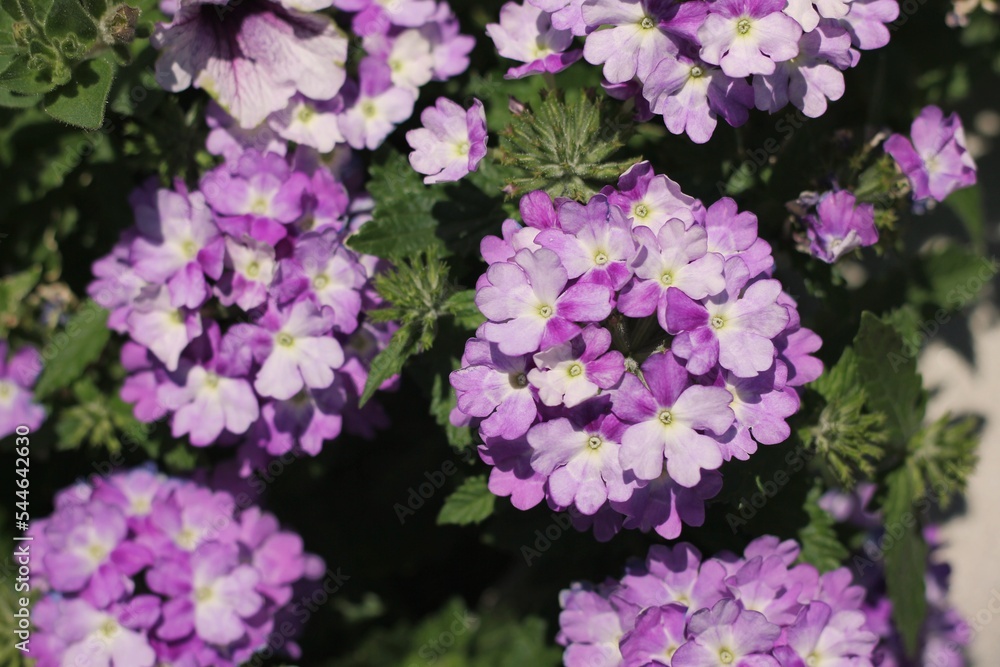 Purple flowers growing in the sunny summer meadow.