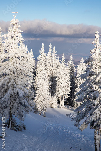 amazing winter landscape with snowy fir trees in the mountains © Melinda Nagy