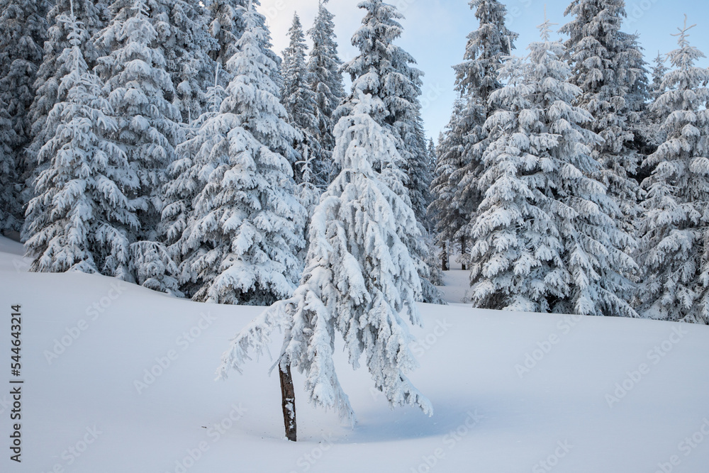 amazing winter landscape with snowy fir trees in the mountains amazing winter landscape with snowy fir trees in the mountains
