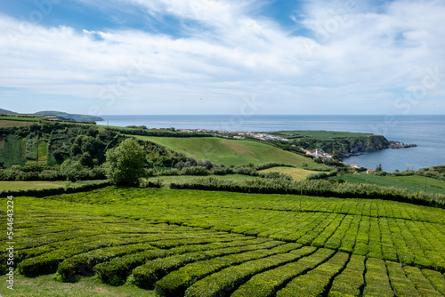 Tea plantation in Porto Formoso on the north coast of the island of Sao Miguel in the Azores archipelago, Portugal.