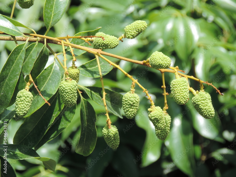 Obraz premium Lychee