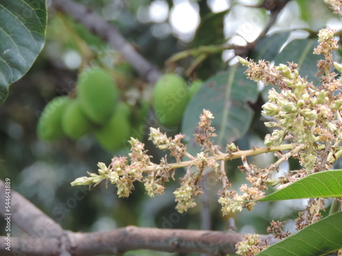 Mango Shoots