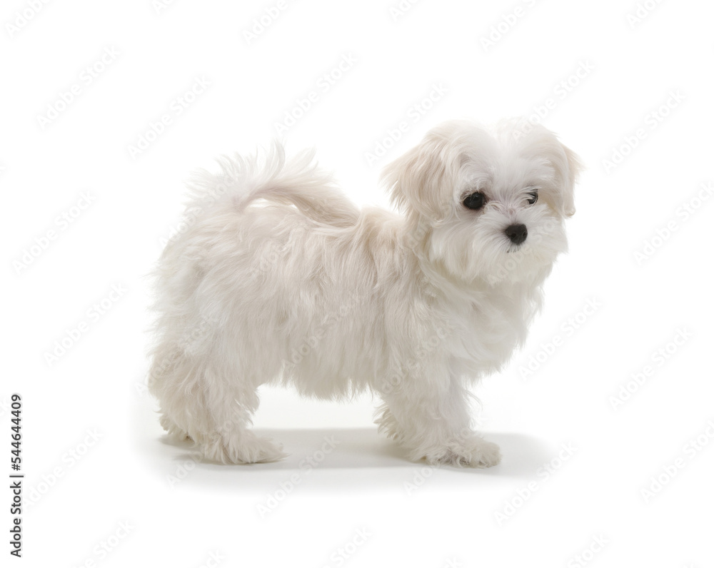 Puppy Maltese lapdog isolated on white background. Puppy Maltese lapdog isolated on white background.