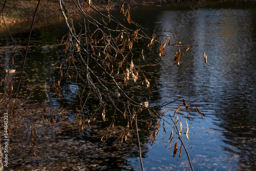 A BRANCH WITH DRY AUTUMN LEAVES ILLUMINATED BY THE SUN ON THE BACKGROUND OF WATER