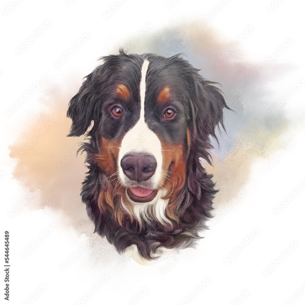 Bernese Mountain Dog. Realistic Portrait of Berner Sennenhund on watercolor background. Large Dog Breeds. Animal art collection: Dogs. Hand drawn pet illustration. Good for T-shirt, pillow, pet shop