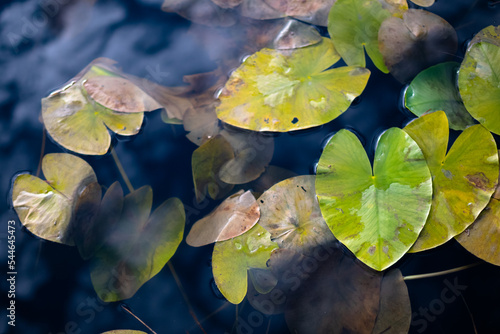 Water lily leaves photo