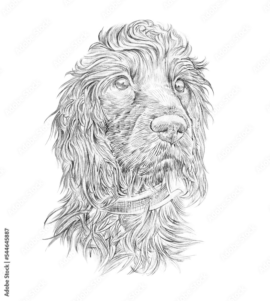 American Cocker Spaniel portrait. Sketch. Drawing of a cute dog isolated on white background. Animal collection: Dogs. Art background for design. Hand Painted Illustration of Pet. Good for T-shirt American Cocker Spaniel portrait. Sketch. Drawing of a cute dog isolated on white background. Animal collection: Dogs. Art background for design. Hand Painted Illustration of Pet. Good for T-shirt