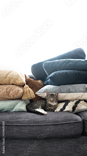 Stripy kitten lying amongs stacked pillows on grey couch photo