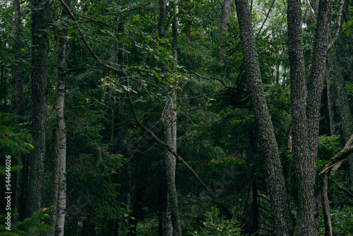Lush green swedish forest